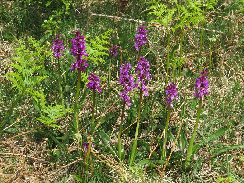 (6) Early Purple Orchids.JPG - Early Purple Orchids